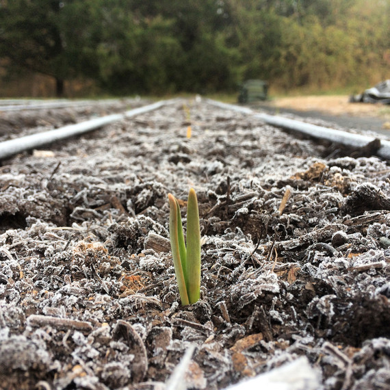 garlic sprouting from ground 大蒜从地面发芽