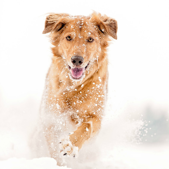 dog playing in the snow dog playing in the snow