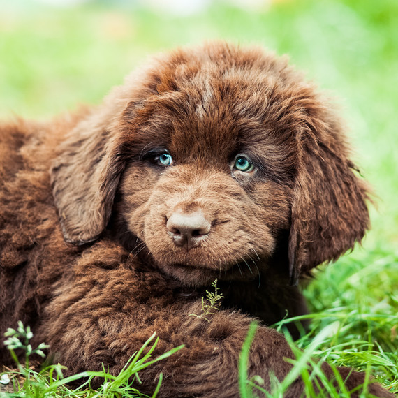 newfoundland puppy with blue eyes newfoundland puppy with blue eyes