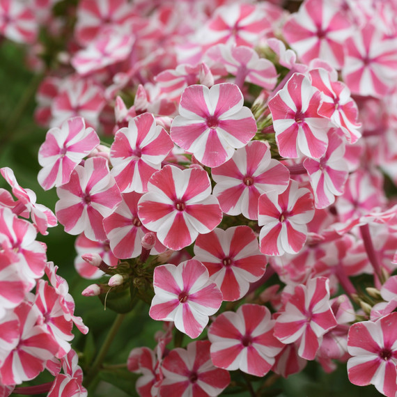 phlox-paniculata-peppermint-twist-0316.jpg
