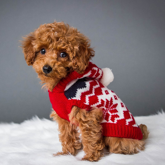 toy poodle in red and white sweater toy poodle in red and white sweater