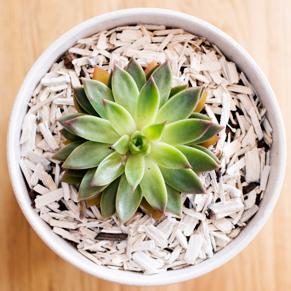 white potted houseleek plant white potted houseleek plant