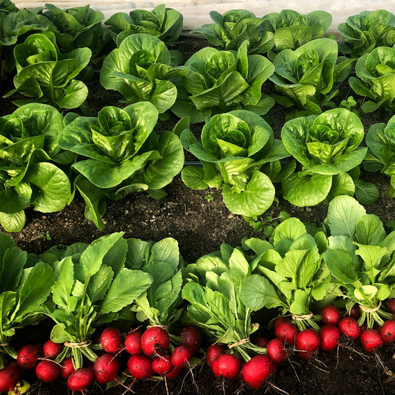 radishes lettuce in field at ten mothers farm radishes lettuce in field at ten mothers farm