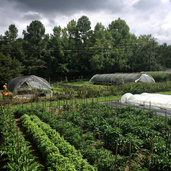 the compact farm ten mothers farm the compact farm ten mothers farm