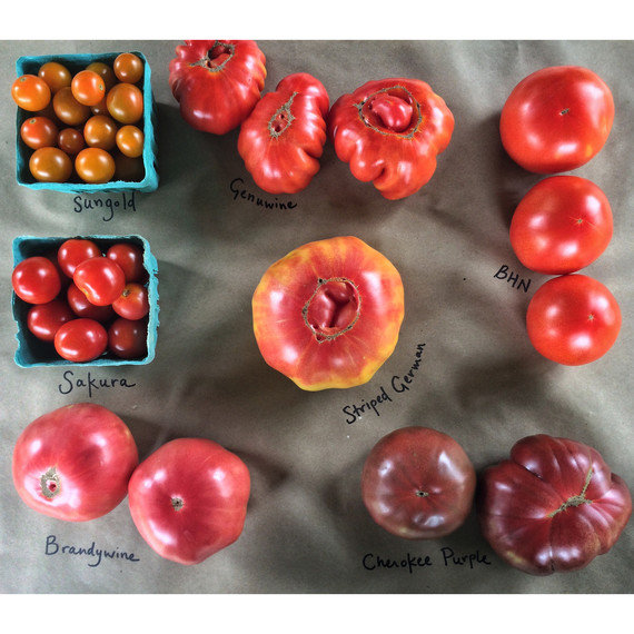 different tomato varieties different tomato varieties