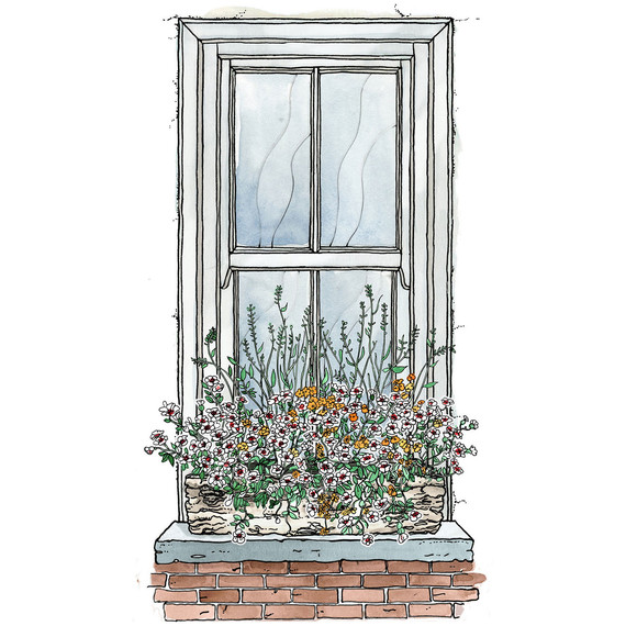 illustration of a window box filled with flowers illustration of a window box filled with flowers