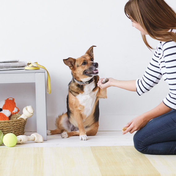 bella-black-brown-white-dog-008-d112217.jpg