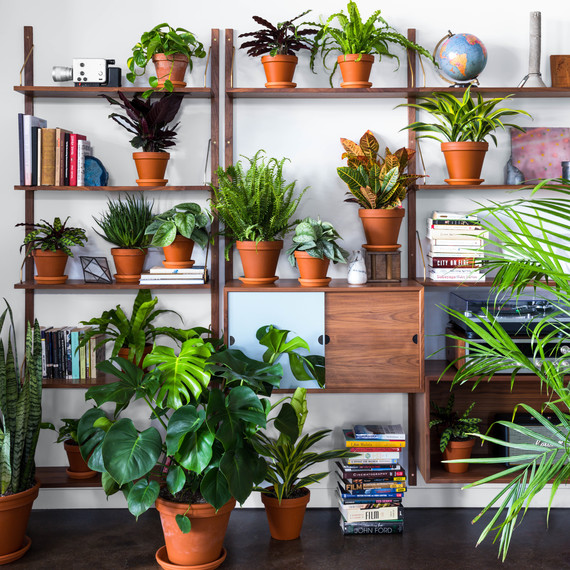 plant shelfie bloomscape plant shelfie bloomscape