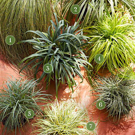 carex ornamental grasses variety carex ornamental grasses variety