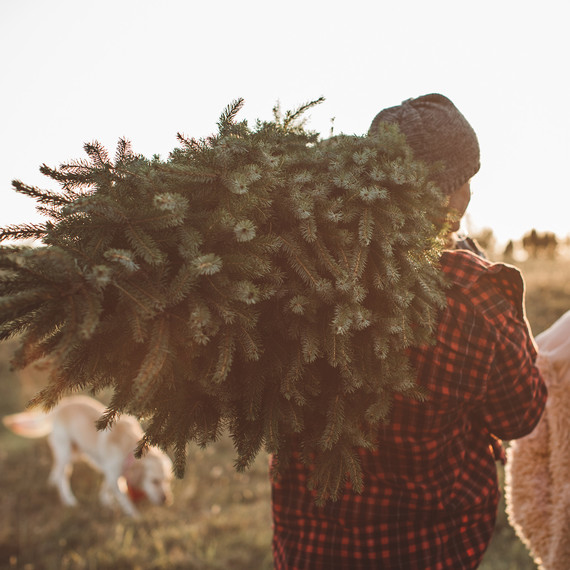 christmas tree being carried at sunset christmas tree being carried at sunset