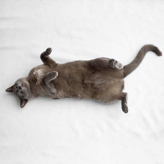 cat rolling over on back showing tummy cat rolling over on back showing tummy