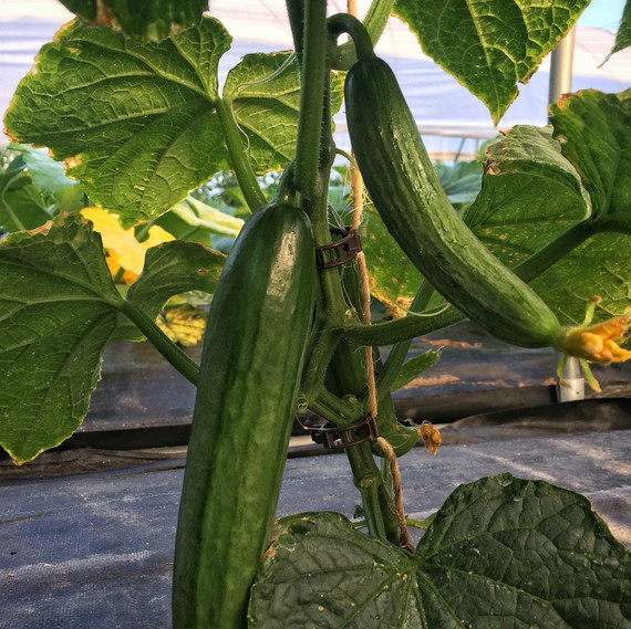 cucumbers on the vine