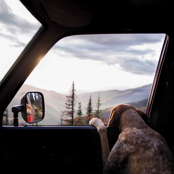 dog-looking-out-window-img-5137-s112145.jpg