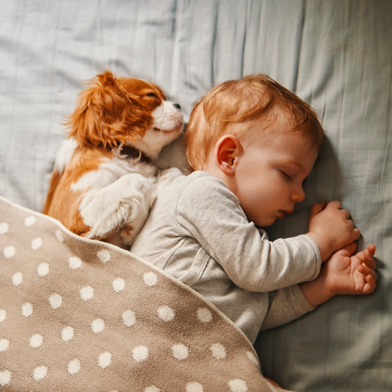 cute puppy and baby sleeping in bed cute puppy and baby sleeping in bed