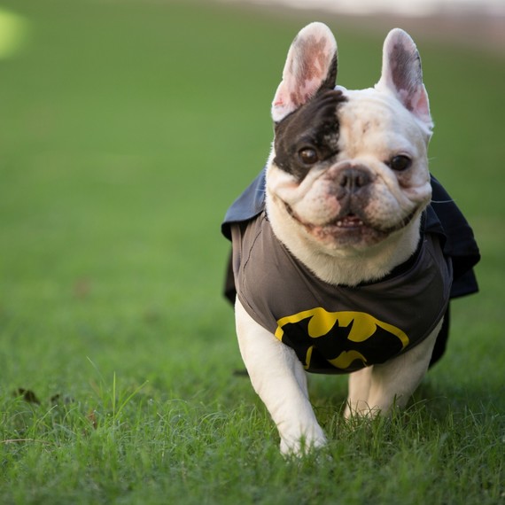 A french bulldog in a Batman Halloween costume A french bulldog in a Batman Halloween costume