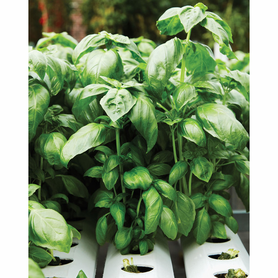 gotham-greens-growing-713r-d112691-0416.jpg