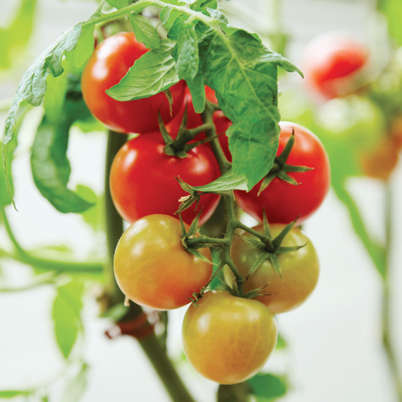 gotham-greens-growing-743r-d112691-0416.jpg
