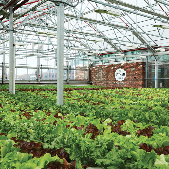 gotham-greens-growing-795r-d112691-0416.jpg
