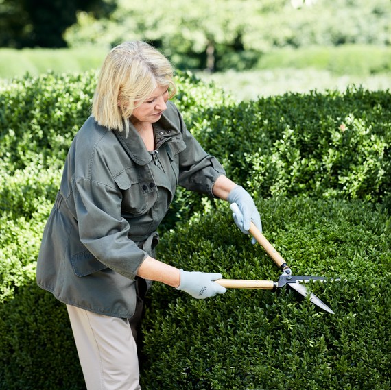 martha pruning shrubs martha pruning shrubs