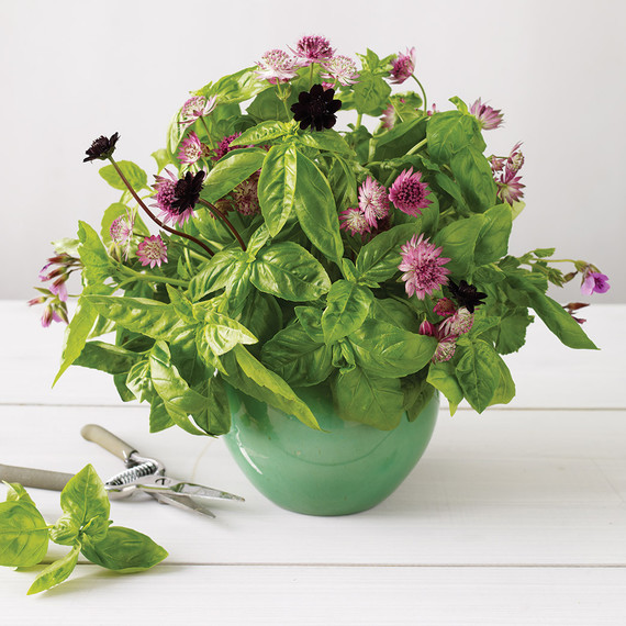 mld105908_0910_basil3bso_exp_for_shadow.jpg