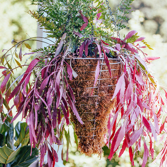 pseudorhipsalis ramulosa pseudorhipsalis ramulosa