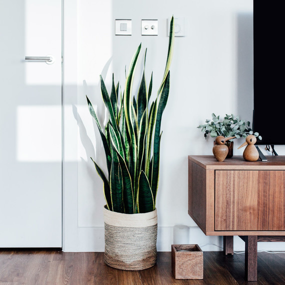 snake plant in living room by tv snake plant in living room by tv