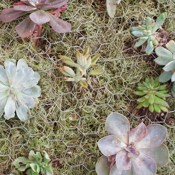 succulent wall planter succulent wall planter