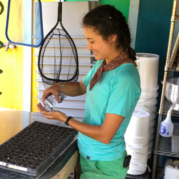 farmer sowing seeds into planter farmer sowing seeds into planter