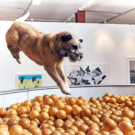 The world's first art exhibit for dogs was created by Dominic Wilcox.