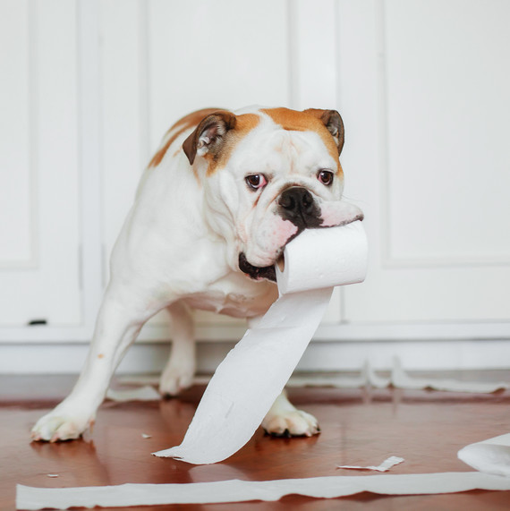 bulldog with toilet paper roll bulldog with toilet paper roll