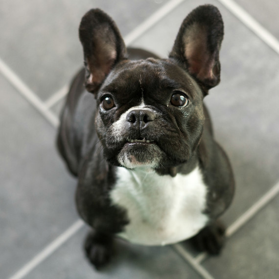 6 Cleaning Products That Are Safe To Use Around Your Pet Martha French Bulldog Sitting On Kitchen Floor