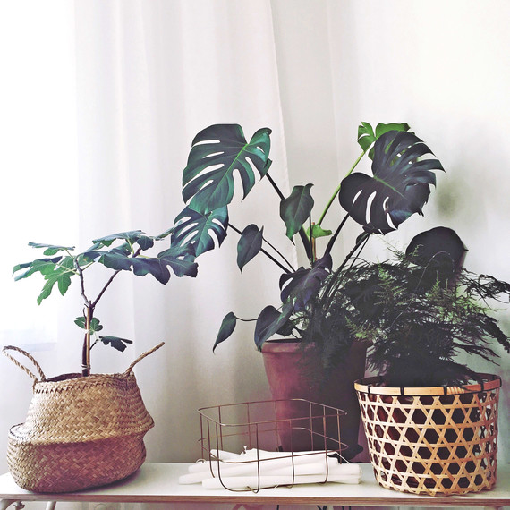 houseplants houseplants