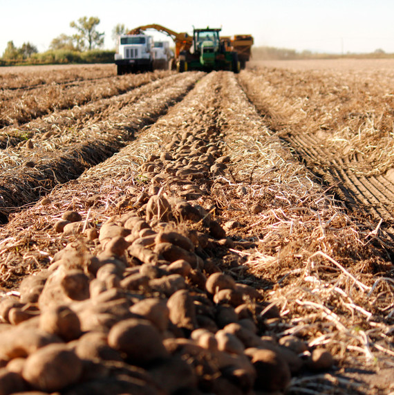 idaho potato harvest field idaho potato harvest field