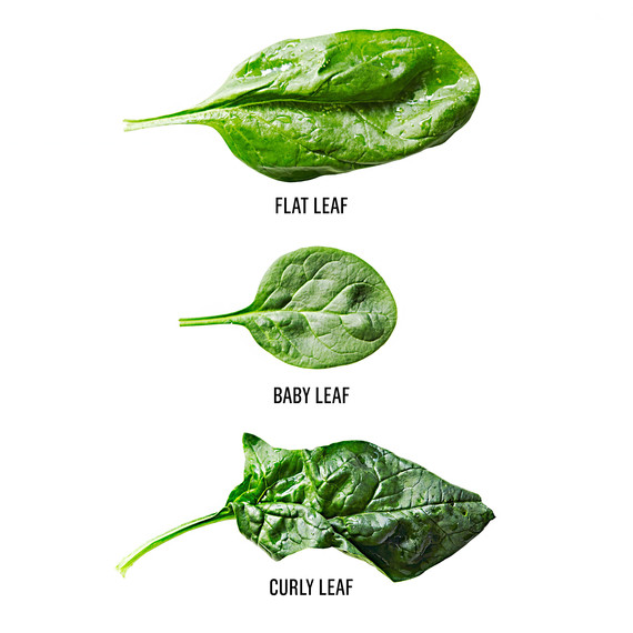spinach leaves flat curly baby spinach leaves flat curly baby