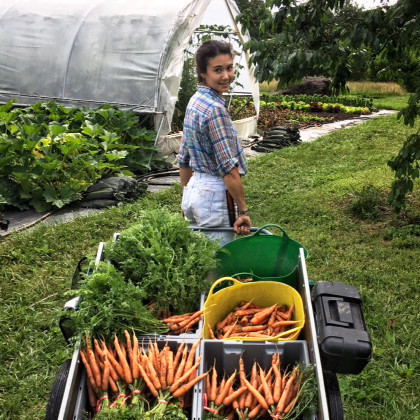 vera fabian carrot cart vera fabian carrot cart