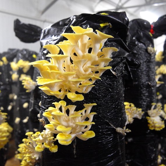 yellow oyster growing mushroom farm yellow oyster growing mushroom farm