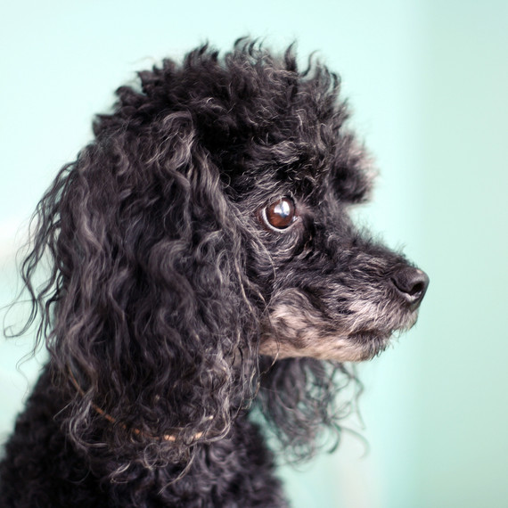 dog-black-toy-poodle dog-black-toy-poodle