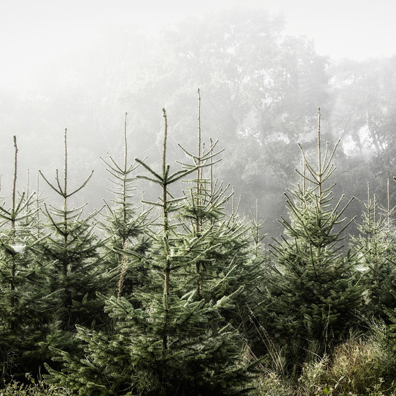 foggy sky with pointy pine christmas trees foggy sky with pointy pine christmas trees