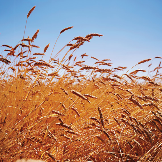 hayden-flour-mills-landscape-131-d112232r.jpg