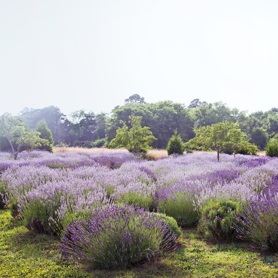 lavender-gherman-blueskye-15-edit-d110407.jpg