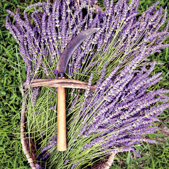 lavender-gherman-blueskye-20-edit-d110407.jpg