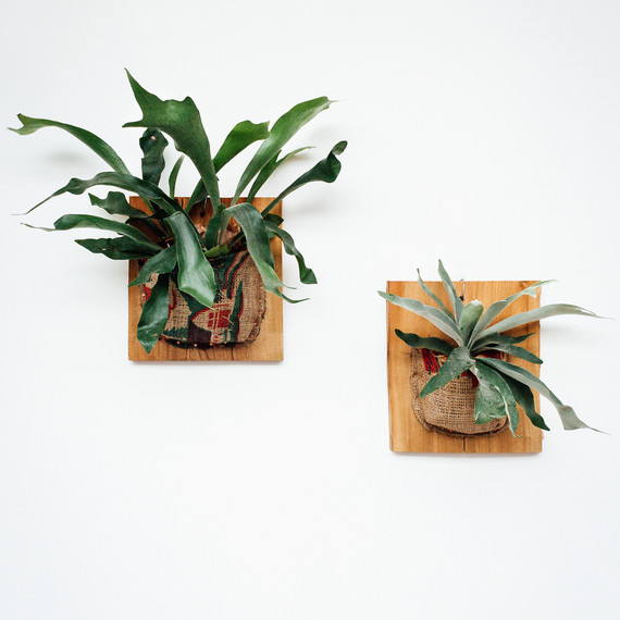 pistils-nursery-burlap-stagorn-fern-group.jpg