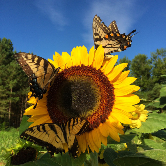 butterflies on a sunflower