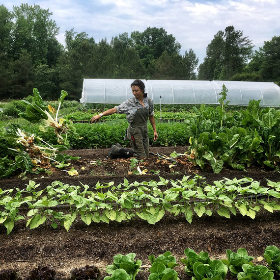 vera clearing chard ten mothers farm vera clearing chard ten mothers farm
