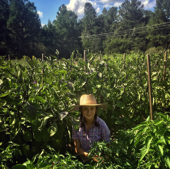 vera farming harvesting in field