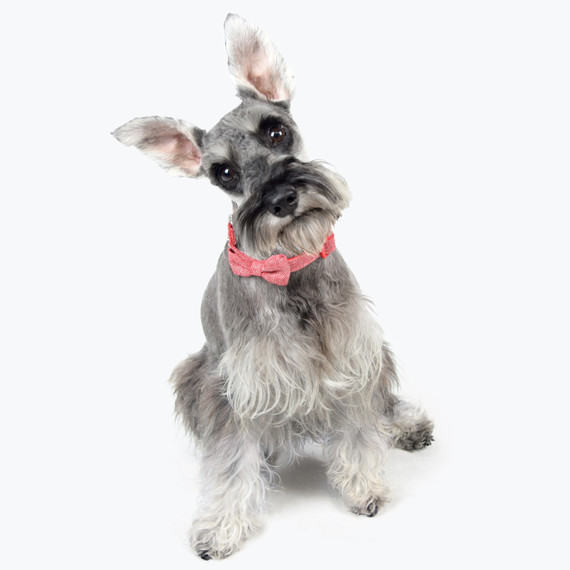 dog wearing red tweed bowtie amazon dog wearing red tweed bowtie amazon