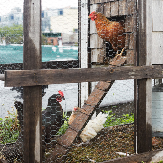 urban chicken coop annie novak urban chicken coop annie novak