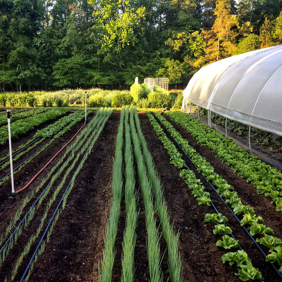 farm view hoop house ten mothers farm farm view hoop house ten mothers farm