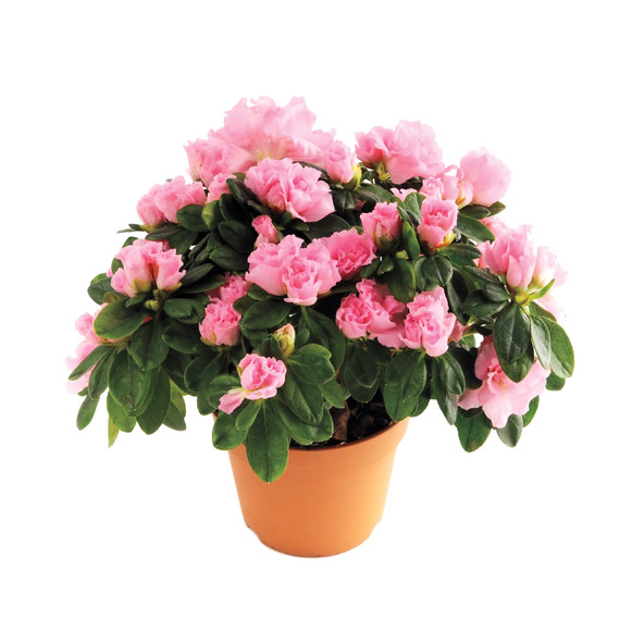 flowers-s111153-istock-000018867429-medium.jpg