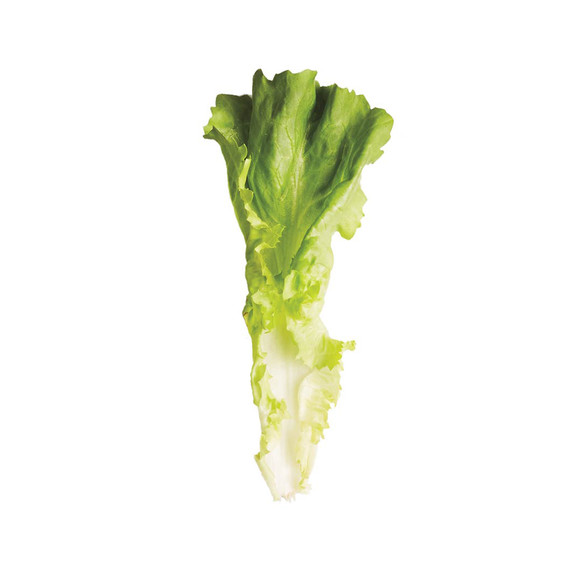 glossary-greens-0121-d112652-0216-escarole.jpg